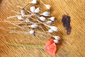 A Guide to Drying Poppy Pods for Crafts